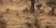 Tanzanie - 2010-09 - 316 - Tarangire - Elephant